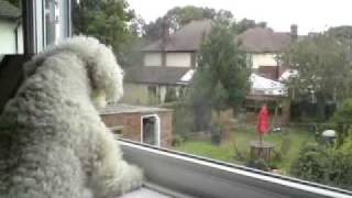 My bichon frise barking at 2 big dogs [upl. by Niatsirk479]