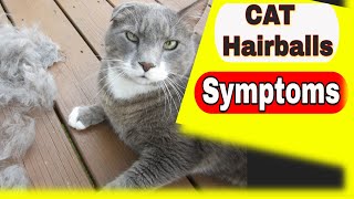 Cat Hairballs  Cat Hairballs Symptoms and Treatment [upl. by Ihskaneem]