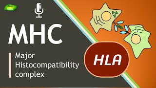 Major histocompatibility complex MHC  Immunce system  Basic Science Series [upl. by Norel]