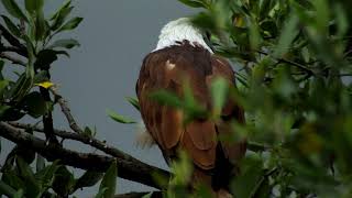 Call of Brahminy kite [upl. by Docile563]