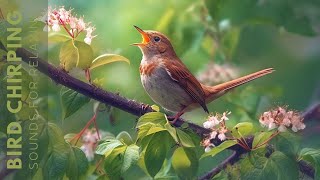 Birds Singing  Relaxing Bird Sounds Heal Stress Anxiety and Depression Heal The Mind [upl. by Yendahc731]