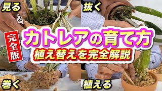 【洋蘭】《完全版》カトレアの育て方、植え替えを完全解説 鉢広げにもポイントがある！！ [upl. by Norej977]