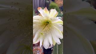 Our last Peruvian Apple cactus’s flower bloomed ☺️🌵succulents cactus [upl. by Elahcar]