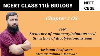 Seed Structure of monocotyledonous seed  structure of dicotyledonous seed NCERT Class 11 Biology [upl. by Geithner107]