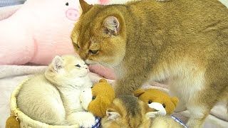 Dad Cat gently approached and took care of each kitten in turn 🩷 [upl. by Ecirehc]