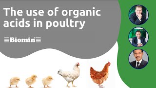 The use of organic acids in poultry [upl. by Minerva132]