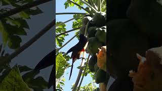 Tucano Araçari comendo mamão 😋 [upl. by Keg]