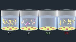 Indirect ELISA Test  Animated Video [upl. by Sorkin]