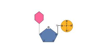 Macromolecules Nucleic Acids and Proteins Animations [upl. by O'Doneven]