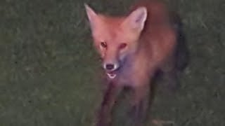 A Wild Fox Receives Her Vaccination 😀 [upl. by Relyc]