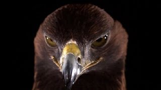 Golden Eagle in Slow Motion  Slo Mo  Earth Unplugged [upl. by Field717]