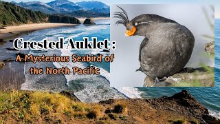 Crested Auklet  A Mysterious Seabird of the North Pacific auklet birds Animals [upl. by Alamaj]