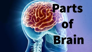 Overview of different Parts of Brain l Structure and function l name of lobes l easy explanation [upl. by Ashby484]