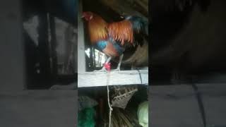 Lets breed native chicken shortvideo happyfarming [upl. by Patrica]