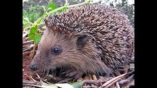 Hedgehog in my garden [upl. by Eihctir]