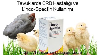 Tavuklarda CRD Hastalığı ve Linco Spectin Kullanımı [upl. by Paver543]