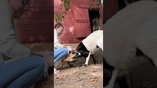 goat goatbusiness funnyanimals animals goatfarmbusiness goatlandfarm farming funnycreatures [upl. by Vaenfila]