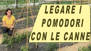 come LEGARE i POMODORI nellorto CON LE CANNE [upl. by Annasor]