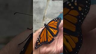 Fernando’s First Flight monarch butterfly migration nature [upl. by Atelra47]