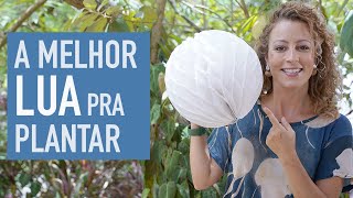 A influência da LUA nas PLANTAS quando PLANTAR e COLHER [upl. by Xxam]