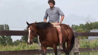 Basic steps how to guide a horse from stress to calmness Matthias Geysen [upl. by Ronyar]