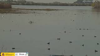 CERCETAS CARRETONAS EN PELIGRO CRÍTICO  Parque Nacional Tablas de Daimiel Ciudad Real España [upl. by Pawsner]