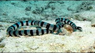 Yellowlipped Sea Krait Finding Food in Coral Reef Coconut Apo Island Philippines [upl. by Amer]