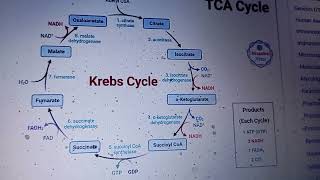 TCA Cycle Dr Muhammad Akram Associate Professor Department of Eastern Medicine GCUF Pk [upl. by Dinan]