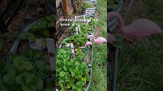 Overwintering your garden in zone6 👩‍🌾🤦‍♀️ ohio gardening [upl. by Eidoow]