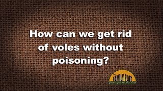 QampA – How can we get rid of voles without poisoning [upl. by Idas299]