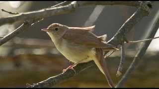 A Nightingales Song  1 Hour of Beautiful birdsong [upl. by Eentrok]