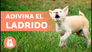 ADIVINA la RAZA de PERRO por el LADRIDO 🐶🔊 ¿Cuánto sabes de perros [upl. by Jocko]