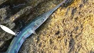 Dev Müren Balığı Saldırısı Zarganamı İkiye Böldü Moray Eel Attacked Gar Fish [upl. by Cai322]