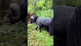 quotViral Moment Quessant Sheep Breaks a Tree in Secondsquot [upl. by Ynove999]