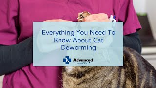 Everything You Need To Know About Cat Deworming [upl. by Egerton]