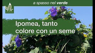 A spasso nel verde  Lipomea [upl. by Karol]