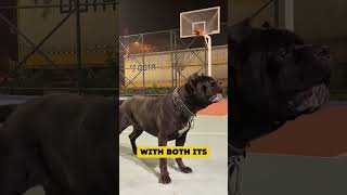 Cane Corso vs Cheetah [upl. by Annaik624]