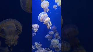 Baby jellyfish Mastigias Papua [upl. by Westbrooke]