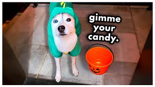 Sneaky Husky TRICKS Me for Candy Halloween Special [upl. by Ytsirhk]