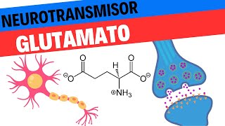 Fisiología del Glutamato Neurociencias 8 [upl. by Gnod]