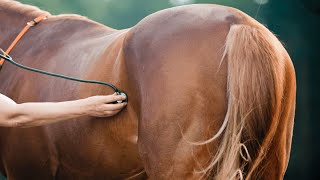 Horse Pregnancy 101 Signs Stages and Care [upl. by Ethan]