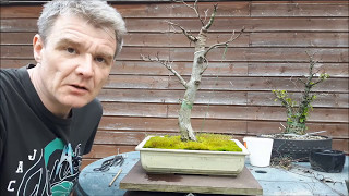 Fagus Sylvatica Bonsai 5 [upl. by Eyllom]