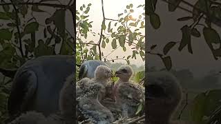 Eagle mom devoted care feeding chicks p1viral trending shorts short [upl. by Gingras]