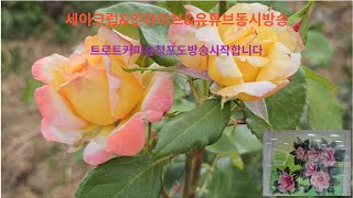 제192회6월6일목요일트로트커피숍부국청포도🌹구독좋아요👍알림설정 [upl. by Nomar268]