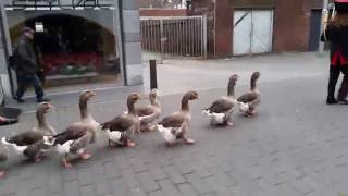 De Ganzenfanfare The Geese Parade Geleen Loves London 2015 [upl. by Ttelrats]