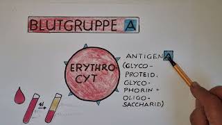 Vererbung der BLUTGRUPPEN wie MENDELT das  lessonsathome [upl. by Sokram]