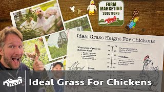 What is the BEST grass height for chickens [upl. by Londoner591]