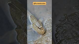 Mudskippers Fascinating Facts  Masters of Land and Water [upl. by Eleph786]