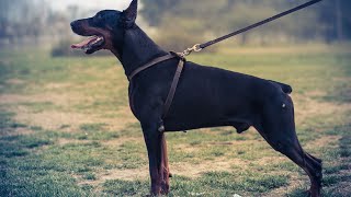 Train Your Doberman for Canicross A Quick HowTo [upl. by Dionisio]