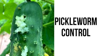 Pickleworm Control [upl. by Mouldon275]